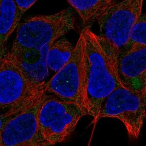 Anti-RPS13 antibody produced in rabbit 