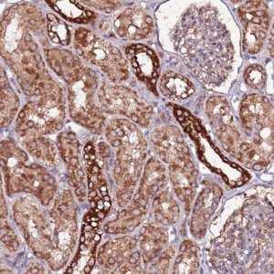 Anti-RPS15A antibody produced in rabbit 