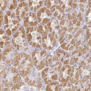 Anti-RPS2 antibody produced in rabbit 