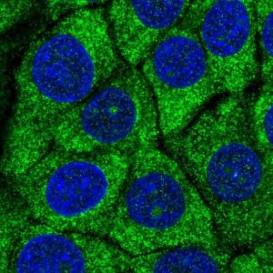 Anti-RPS27A antibody produced in rabbit 