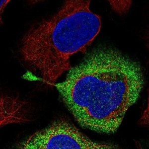 Anti-RPS28 antibody produced in rabbit 