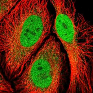 Anti-RPS6KA2 antibody produced in rabbit 