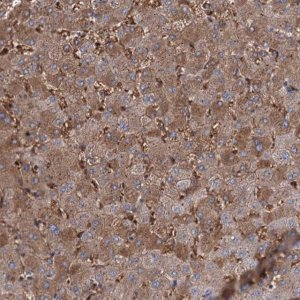 Anti-RPUSD3 antibody produced in rabbit 