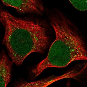 Anti-RRAGC antibody produced in rabbit 