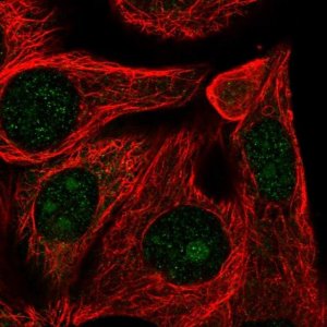 Anti-RRP12 antibody produced in rabbit 