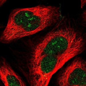 Anti-RRP36 antibody produced in rabbit 