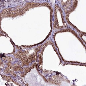 Anti-RSBN1 antibody produced in rabbit 