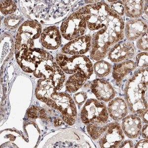 Anti-RSC1A1 antibody produced in rabbit 