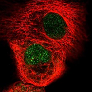 Anti-RSG1 antibody produced in rabbit 