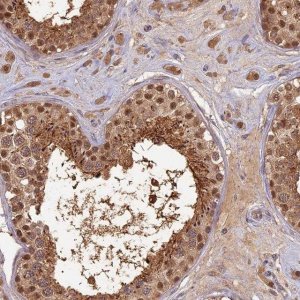 Anti-RSPH3 antibody produced in rabbit 