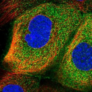 Anti-RSPH3 antibody produced in rabbit 