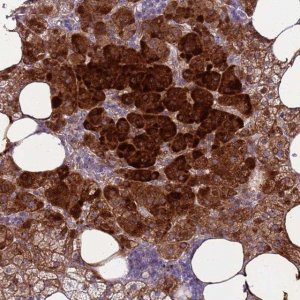Anti-RSPO1 antibody produced in rabbit 