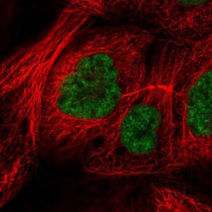 Anti-RSRC2 antibody produced in rabbit 