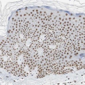 Anti-RTF1 antibody produced in rabbit 