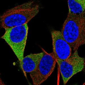 Anti-RTL1 antibody produced in rabbit 