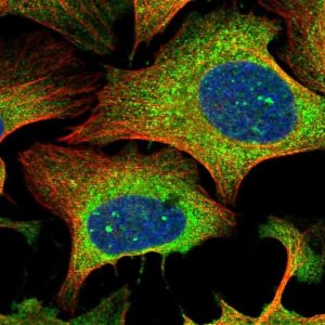 Anti-RTN1 antibody produced in rabbit 