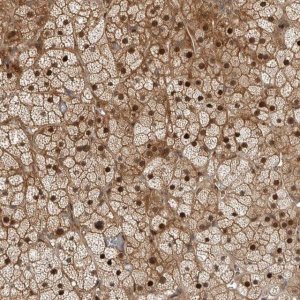 Anti-RTP2 antibody produced in rabbit 