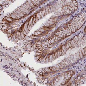 Anti-RTTN antibody produced in rabbit 