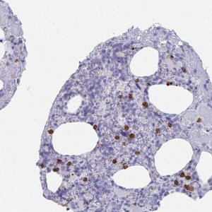 Anti-RUBCN antibody produced in rabbit 