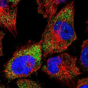 Anti-RUBCNL antibody produced in rabbit 