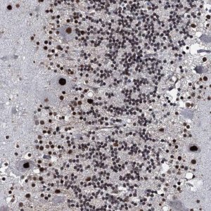 Anti-RUFY2 antibody produced in rabbit 
