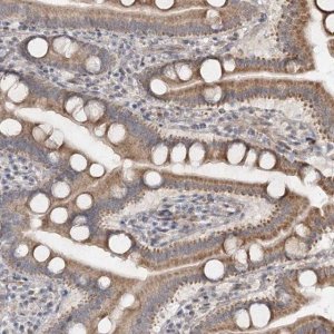 Anti-RUFY4 antibody produced in rabbit 