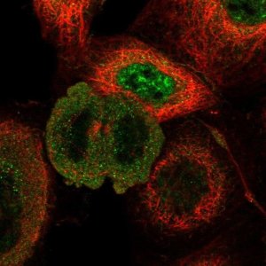 Anti-RUNDC1 antibody produced in rabbit 