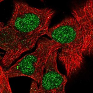 Anti-RXRB antibody produced in rabbit 