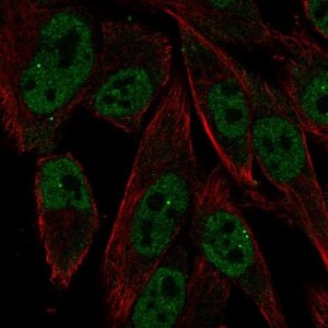 Anti-RXRG antibody produced in rabbit 