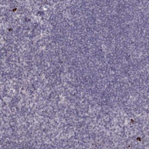 Anti-S100Z antibody produced in rabbit 