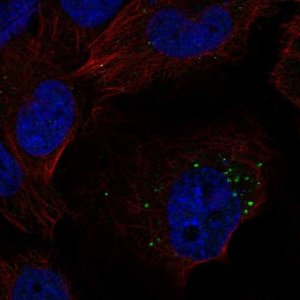 Anti-S1PR1 antibody produced in rabbit 
