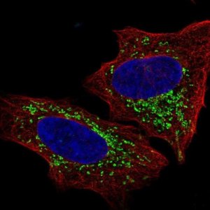 Anti-S1PR4 antibody produced in rabbit 
