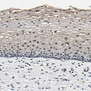 Anti-SAFB antibody produced in rabbit 