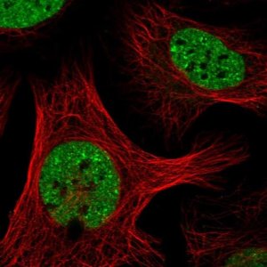 Anti-SAFB antibody produced in rabbit 