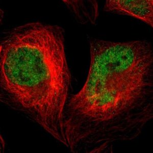 Anti-SAGE1 antibody produced in rabbit 