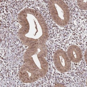Anti-SALL1 antibody produced in rabbit 