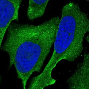 Anti-SAMD1 antibody produced in rabbit 