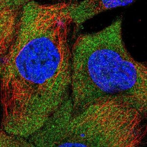 Anti-SAMD4B antibody produced in rabbit 
