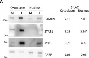 Anti-SAMD9 antibody produced in rabbit 