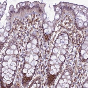 Anti-SAPCD2 antibody produced in rabbit 