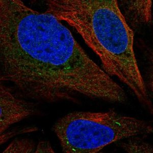 Anti-SARAF antibody produced in rabbit 