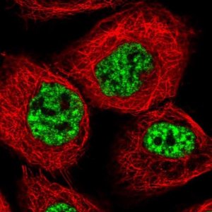 Anti-SARNP antibody produced in rabbit 