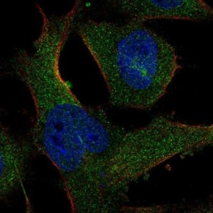 Anti-SASS6 antibody produced in rabbit 
