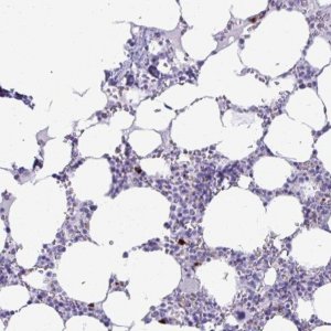 Anti-SATL1 antibody produced in rabbit 