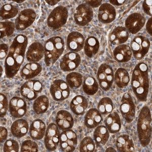 Anti-SBDS antibody produced in rabbit 