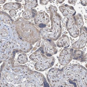 Anti-SBF2 antibody produced in rabbit 