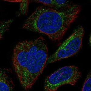 Anti-SBK3 antibody produced in rabbit 