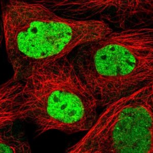 Anti-SCAF11 antibody produced in rabbit 