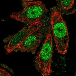 Anti-SCAND1 antibody produced in rabbit 