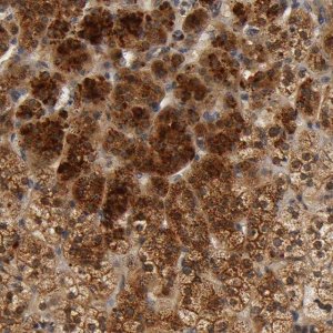 Anti-SCAP antibody produced in rabbit 